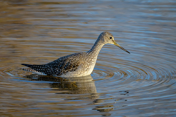 Greater Yellowlegs