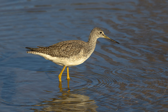 Greater Yellowlegs