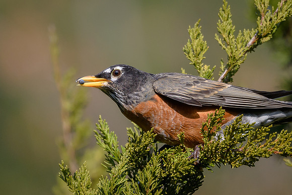 American Robin