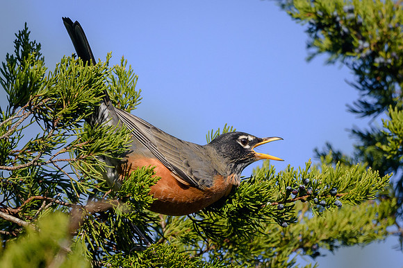 American Robin