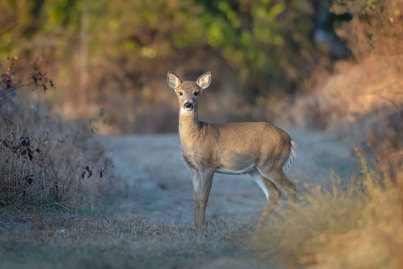 White-tailed Deer