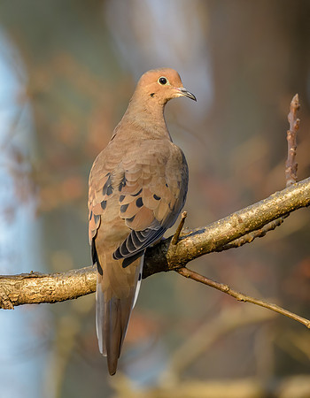 Mourning Dove