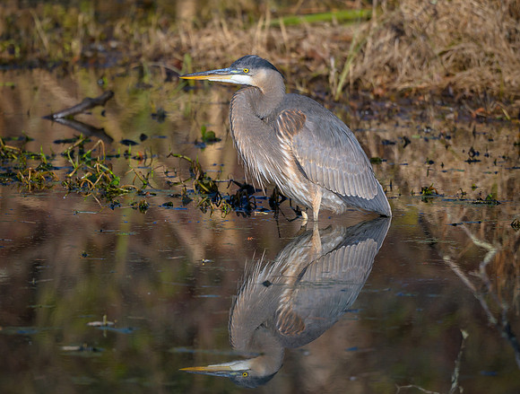 Great Blue Heron