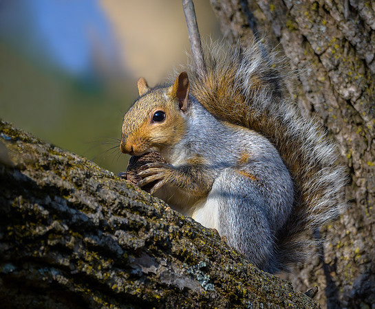 Grey Squirrel
