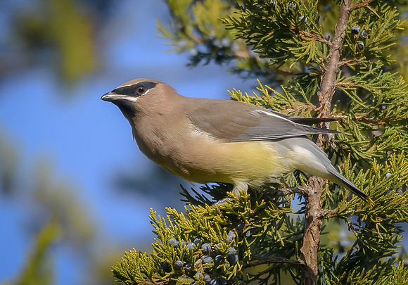 Cedar Waxwing