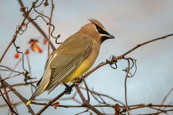 Cedar Waxwing