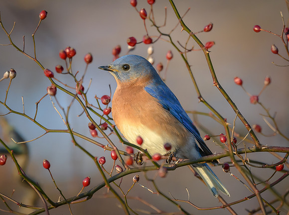 Eastern Bluebird