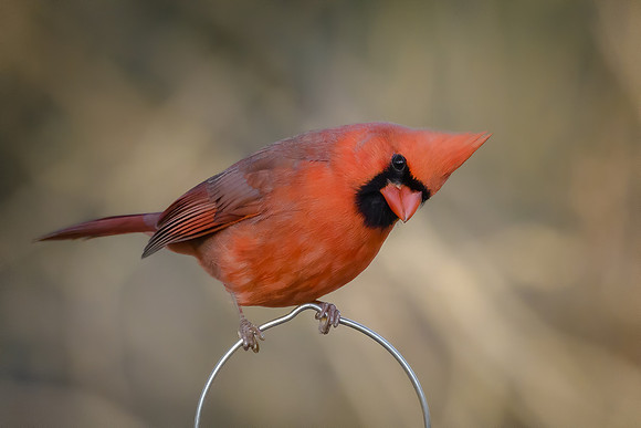 Northern Cardinal