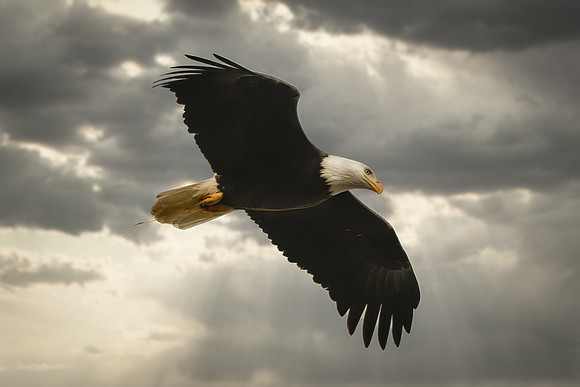 Bald Eagle
