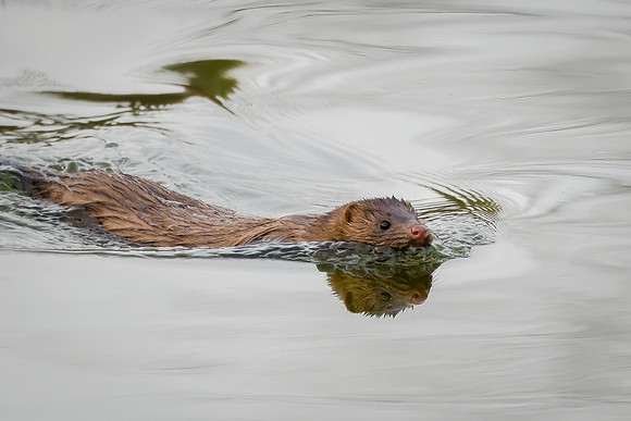 American Mink