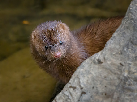 American Mink