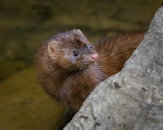 American Mink