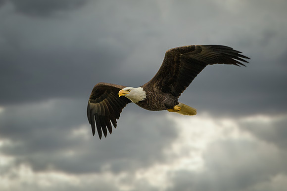 Bald Eagle