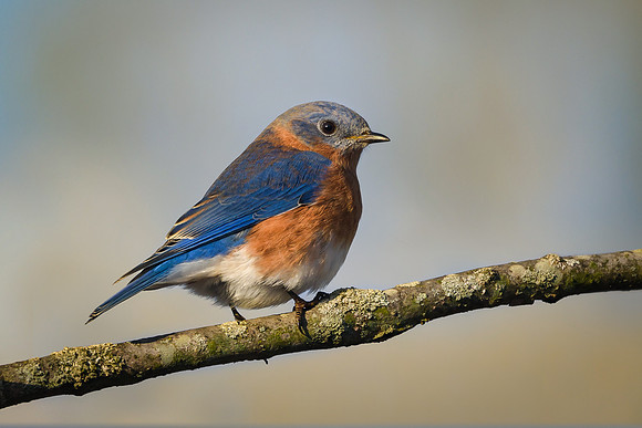 Eastern Bluebird