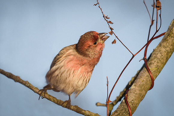 House Finch