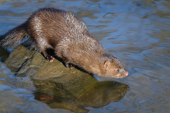 American Mink