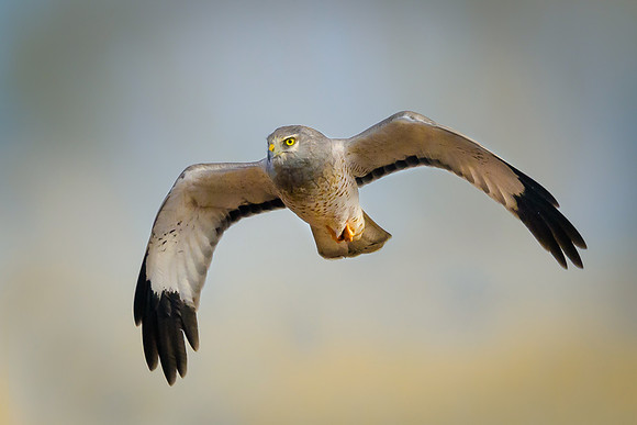 Northern Harrier