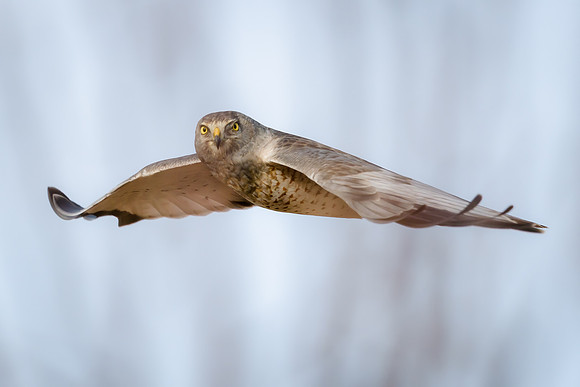 Northern Harrier