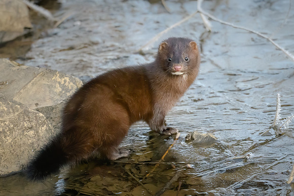 American Mink