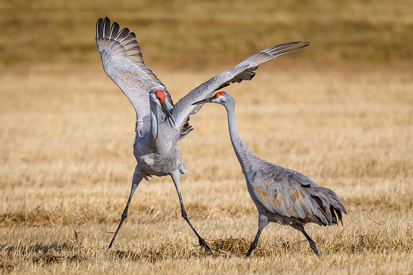 Sandhill Cranes