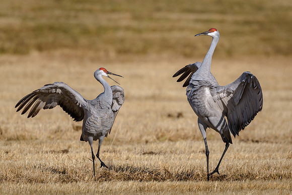 Sandhill Cranes