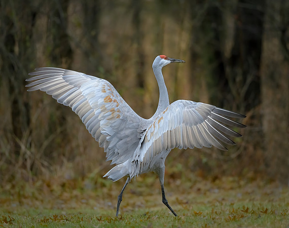 Sandhill Cranes