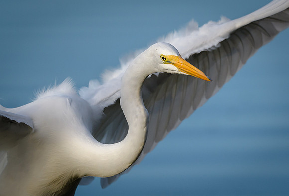 Great Egret