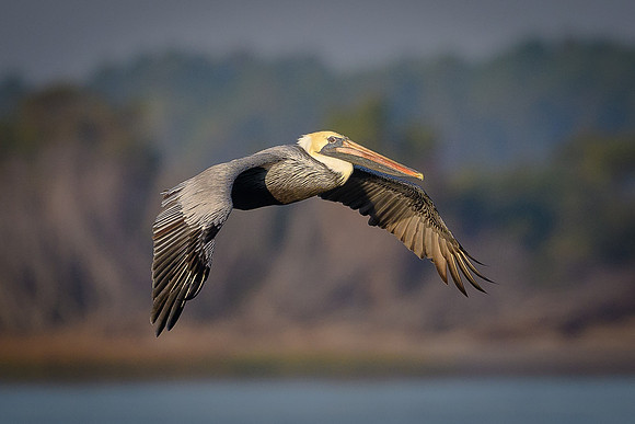 Brown Pelican