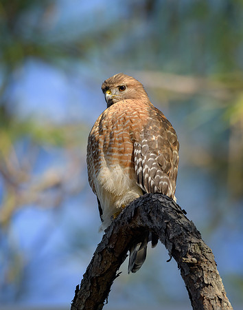 Red-shouldered Hawk