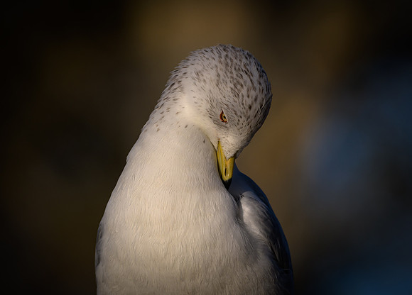 Ring-billed Gull