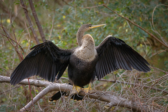 Anhinga