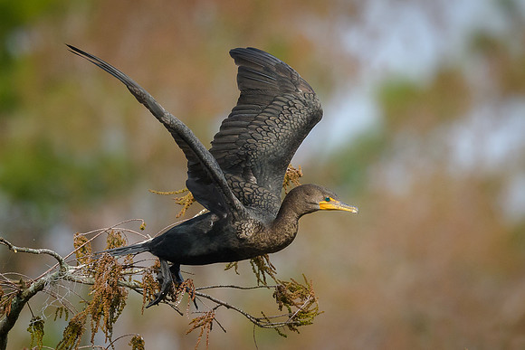 Cormorant
