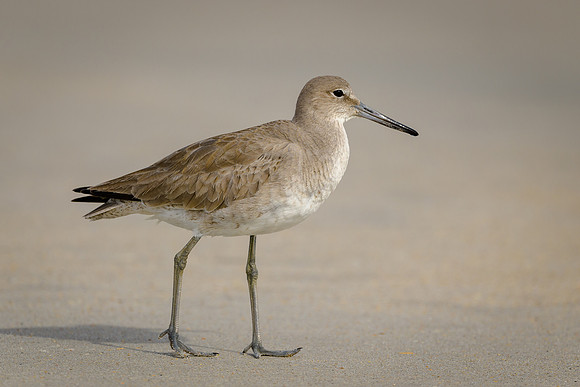 Willet