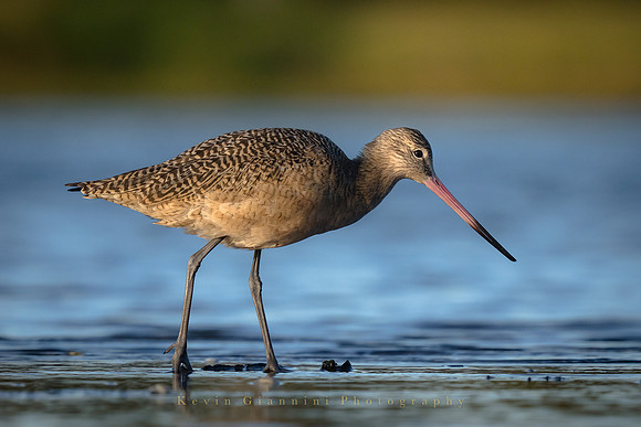 Marbled Godwit