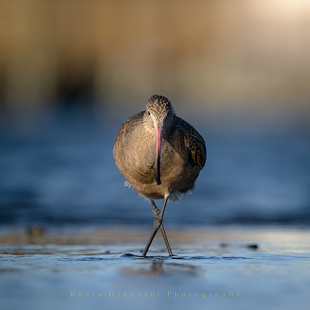 Marbled Godwit