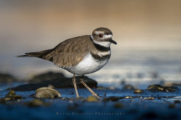 Killdeer