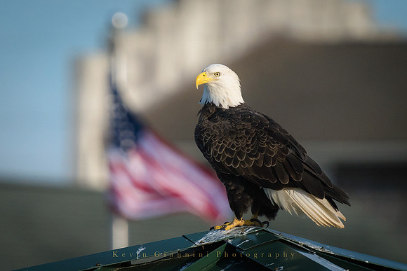 Bald Eagle
