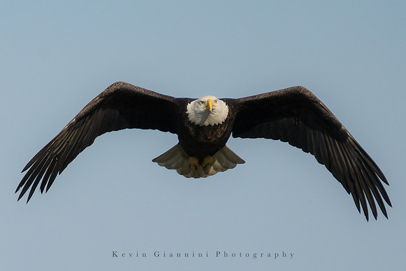 Bald Eagle