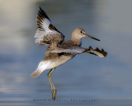 Willet