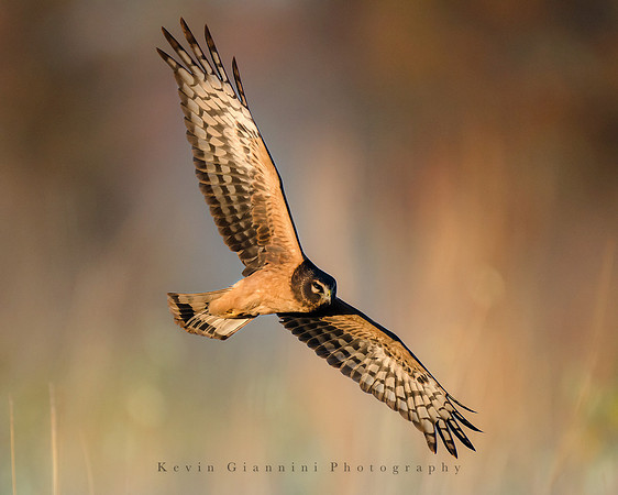 Northern Harrier