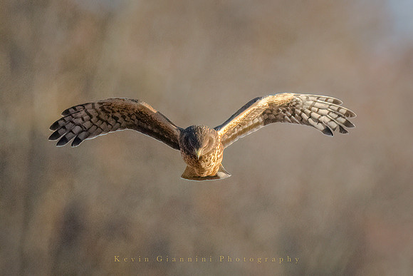 Northern Harrier