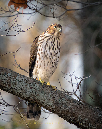 Cooper's Hawk