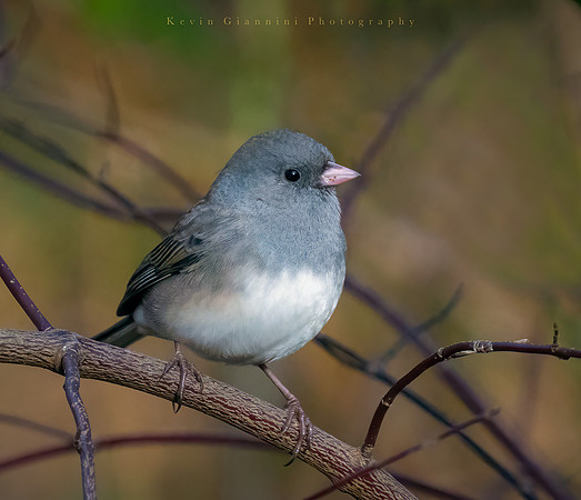 Dark-eyed Junco