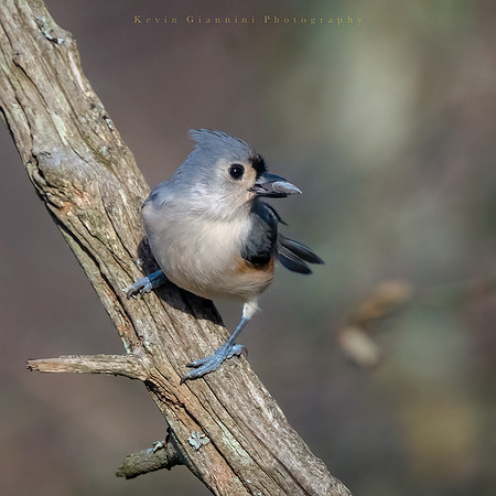 Tufted Titmouse