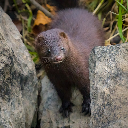 American Mink
