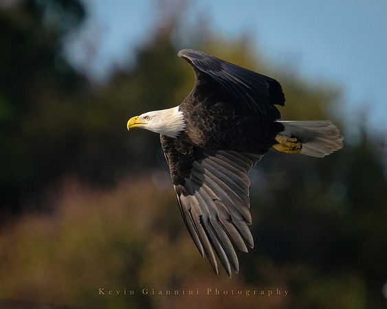 Bald Eagle