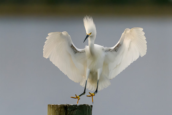 Snowy Egret