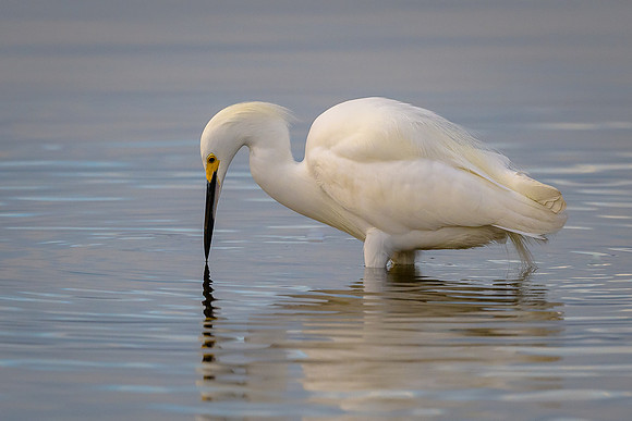 Snowy Egret