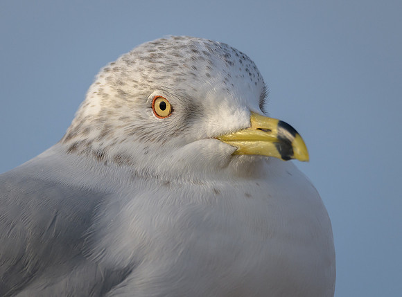 Ring-billed Gull