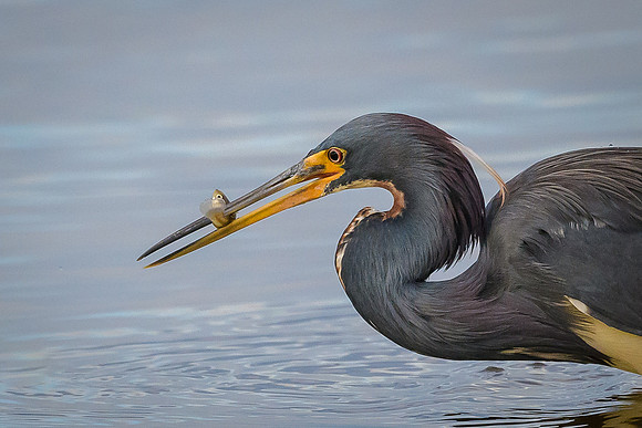 Tricolored Heron